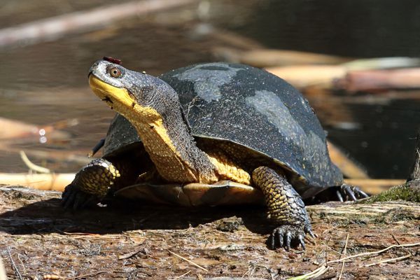 Blanding's turtle basking in the sun on the edge of a pond
