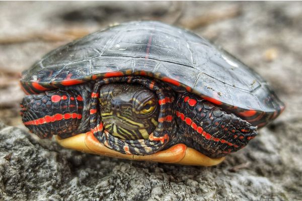 Painted Turtle with head and feet inside its shell