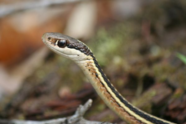 Eastern Ribbonsnake popping its head up from the ground