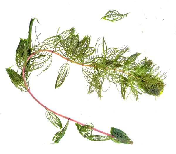 native milfoil over a white background for illustrative puposes