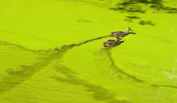 image of 2 ducks swimming through a bright green algal bloom