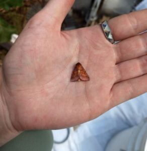 false foxglove moth